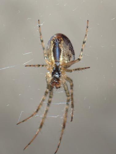Réf. 271 149 : Metellina (mengei-segmentata)